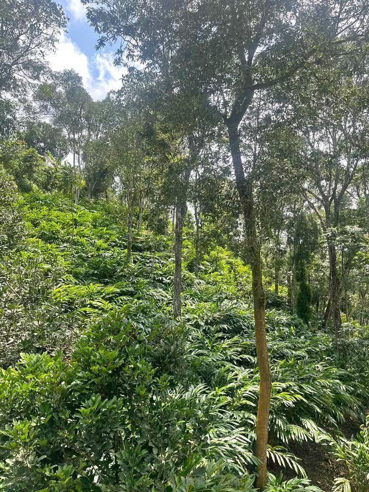 Cardamom plantations for lease 80 acre